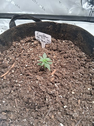  god father og feminzed — grow_setup, day 27