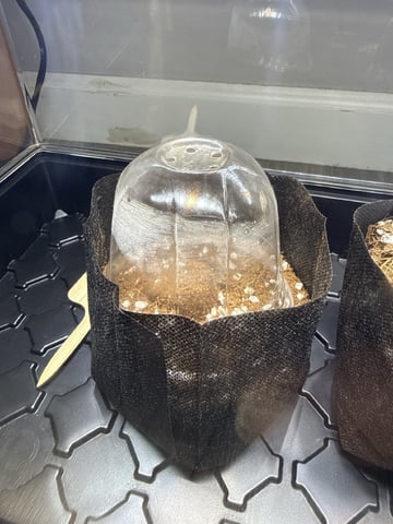  4 X 2  — seedling_rooting, day 5
