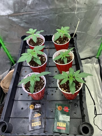 Papaya Frosting  — seedling_rooting, day 16