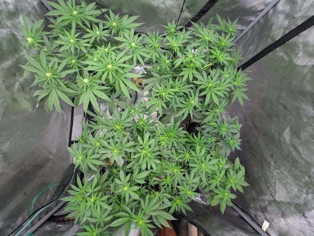 Bloody Mango — flower, day 74