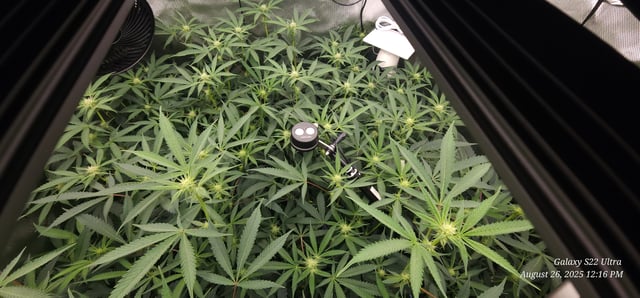 Found my Females... Game On! — flower, day 147