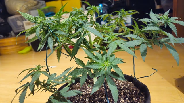 ljetna — vegetative, day 1