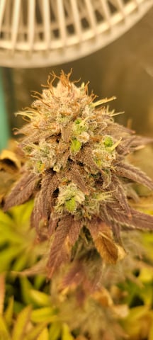 $chooners Grow — flower, day 49