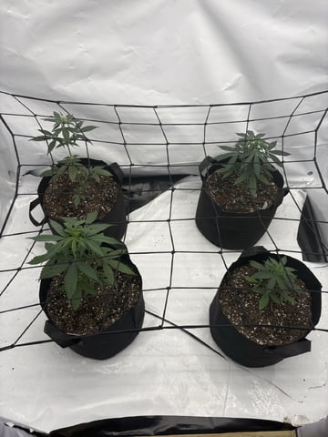 My First Grow — flower, day 34