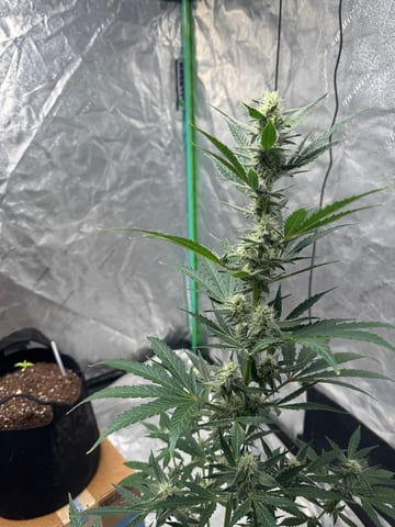 white runtz auto flower — flower, day 49