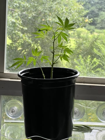 White Widow Auto — vegetative, day 31