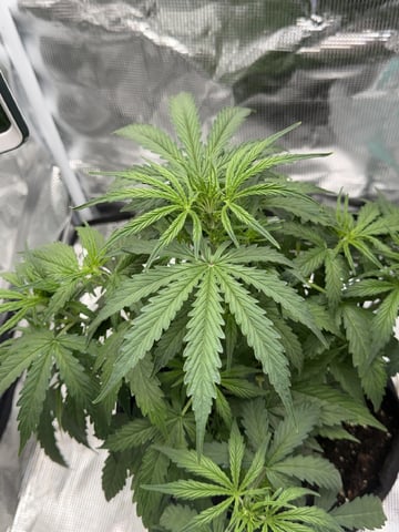 Indoor