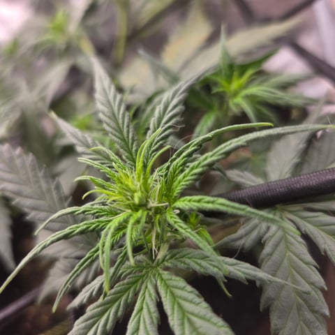 Purple Haze Auto — flower, day 38