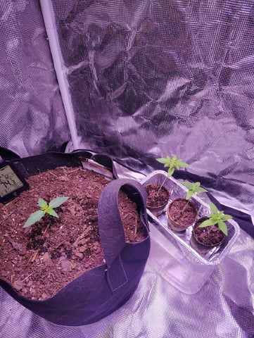 Pcsmoker99  — seedling_rooting, day 14