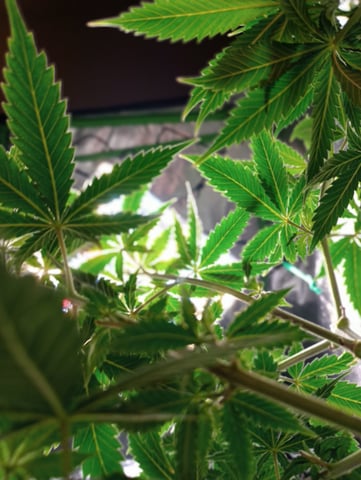 All Aboard!!! — vegetative, day 49