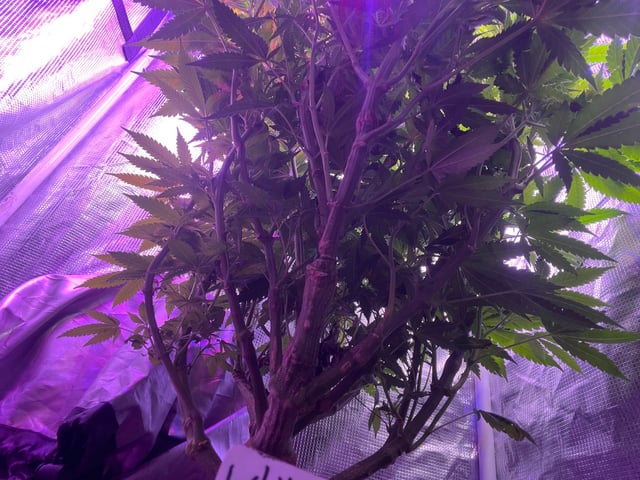 white 🕷️  — flower, day 90