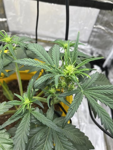 Wedding Cake Auto — vegetative, day 16