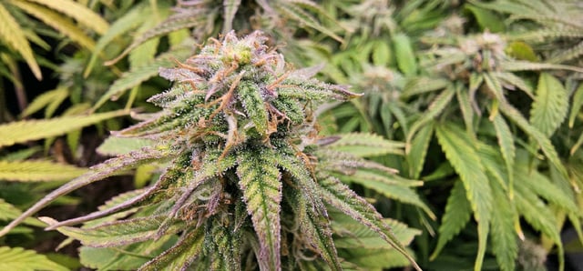 Blueberry  — flower, day 67