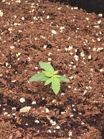 new start — vegetative, day 52