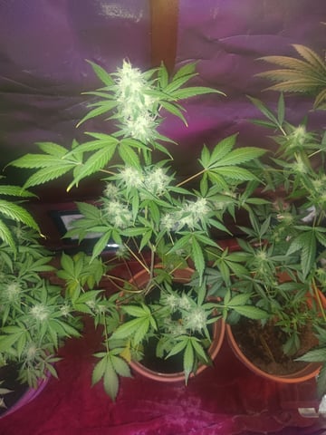 aurora auto — flower, day 97