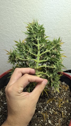 All White Spring Grow — harvest, day 66