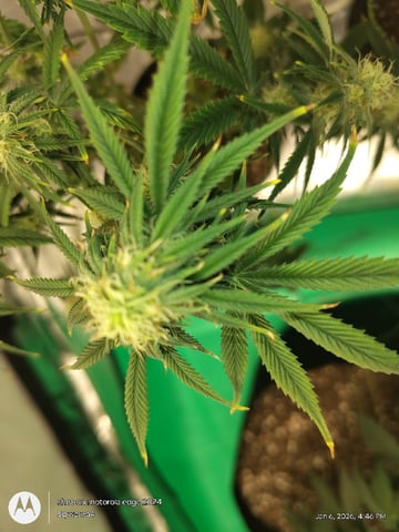 Grow Budz — vegetative, day 37