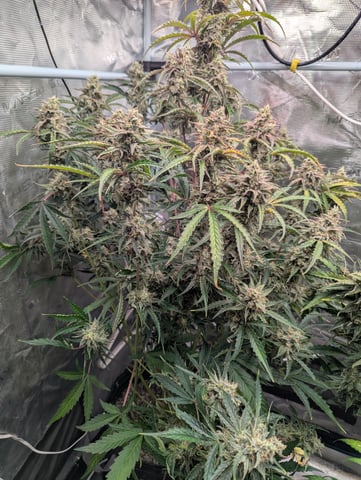 Control Plant — flower, day 97