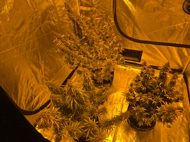 2nd Autoflower Indoor Grow — flower, day 119