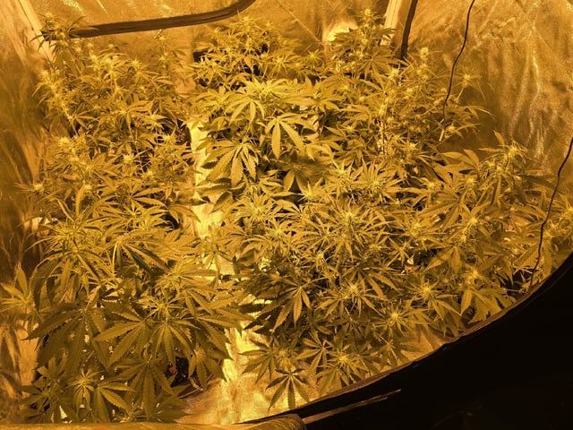 3rd Auto Grow — flower, day 61