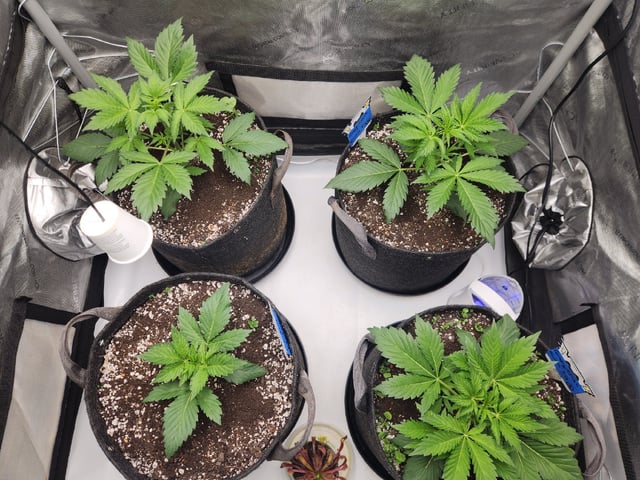 Mephisto's Flava Flav (Grape Crush x Guava Fig) — vegetative, day 28