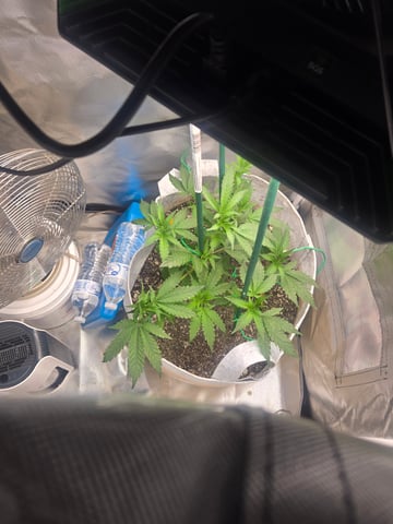 Looking for advice! — vegetative, day 32