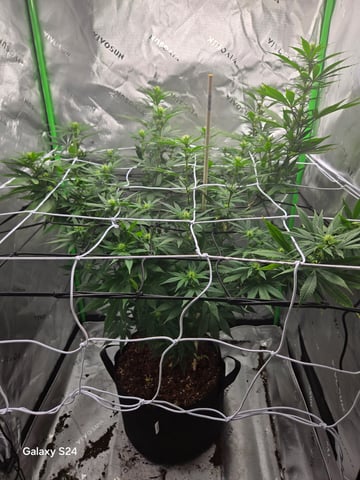 First Time — flower, day 47