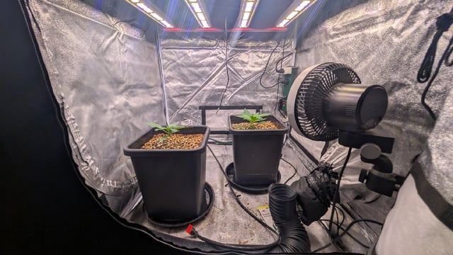 Grow 3 — vegetative, day 21