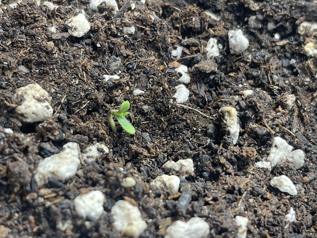 3x3 Grow — seedling_rooting, day 9