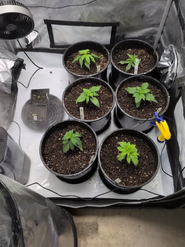Grow Tent Starts — vegetative, day 30