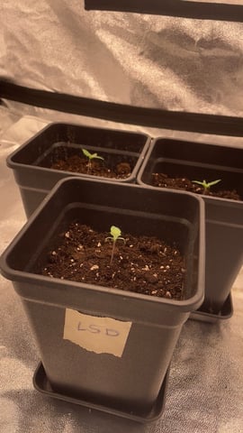 ❄️💚❄️WinterGrow❄️💚❄️ — vegetative, day 9