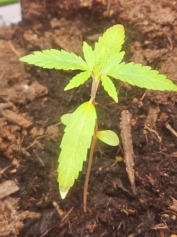 1st plant. Strain: Green Gelato AutoFlower — seedling_rooting, day 20