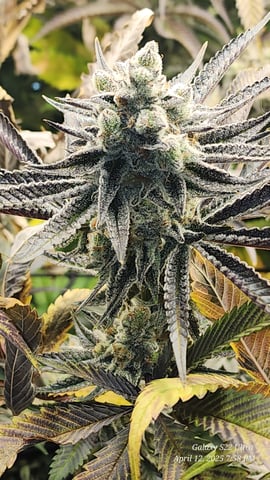 Blasted Genetics  — flower, day 48