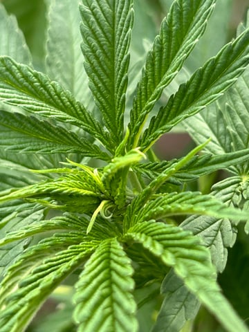 White Widow Twins — flower, day 53