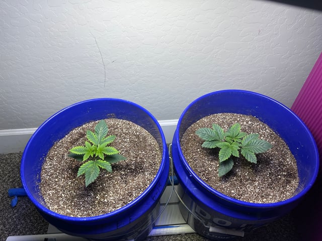 Grow#2 — seedling_rooting, day 9