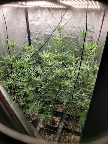 #3 — flower, day 44