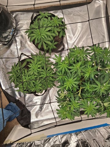 Seedman mix auto & seedman mix auto & GodFather OG — auto, day 45