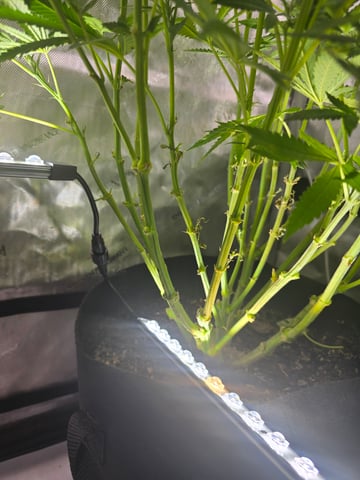 Purple Haze  — flower, day 70