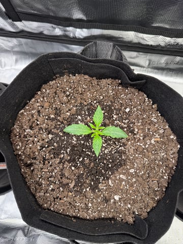 wedding cake auto FIRST GROW! — vegetative, day 11