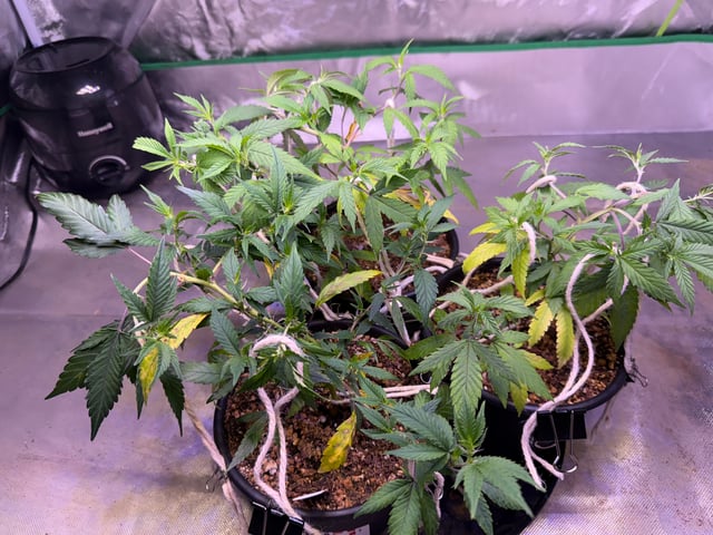 Green Gelato — vegetative, day 15