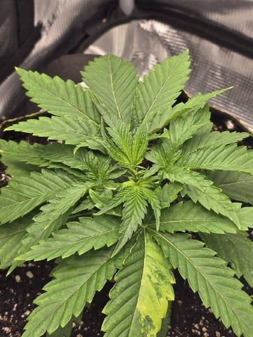 mc nuggets r1 — vegetative, day 17