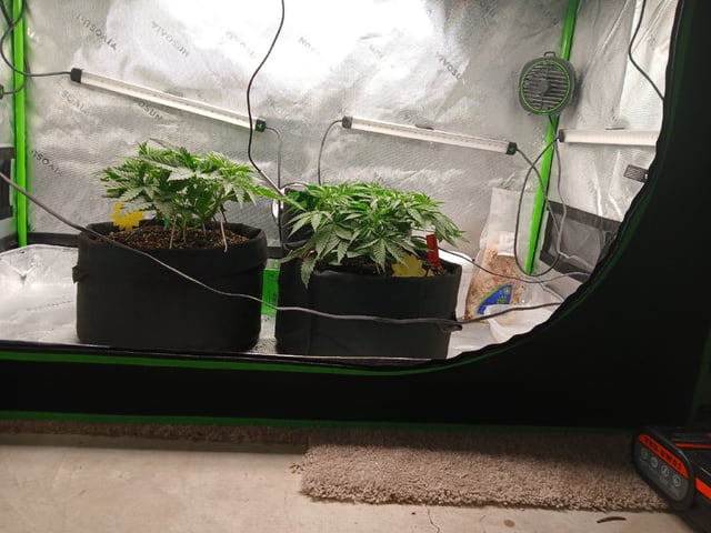 fruity pebbles, cap junky — vegetative, day 43