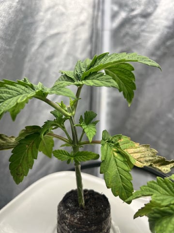 Humboldt Chicken N Wafflez — vegetative, day 20