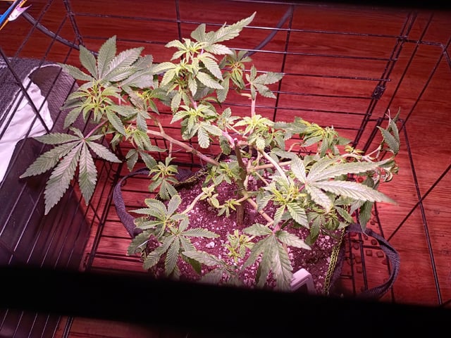 FKAFL — vegetative, day 43