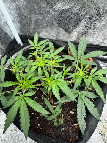  Acapulco gold auto July  — flower, day 29