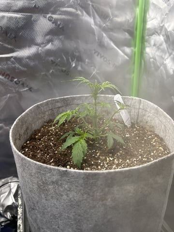 blue dream / berry ryder