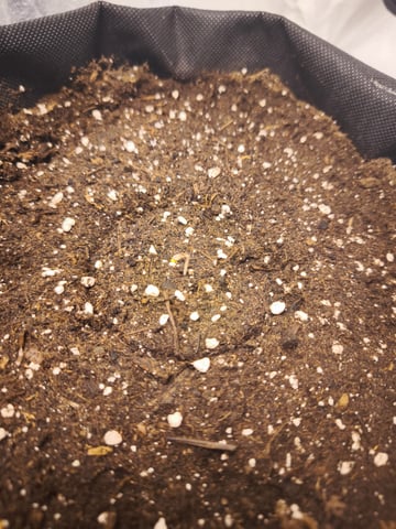 New grow — germination, day 1
