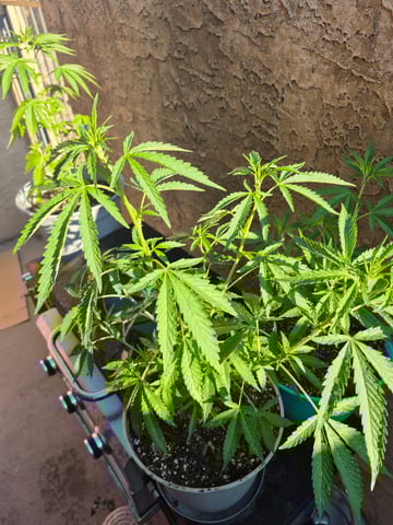 new strain — vegetative, day 11