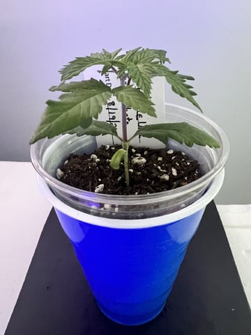Inside Mother Plants — vegetative, day 26