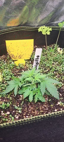 First Grow with the new setup  — vegetative, day 21